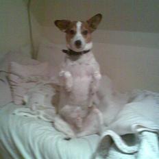 Dansk svensk gaardhund Buller