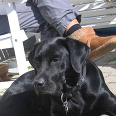 Labrador retriever Sammi R.I.P