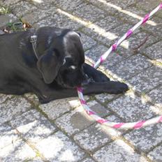 Labrador retriever Sammi R.I.P