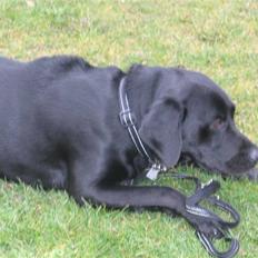 Labrador retriever Sammi R.I.P