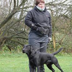 Labrador retriever Anton Skjødt