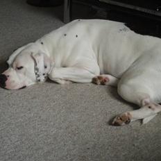 Amerikansk bulldog Fie (Fie-pigen)