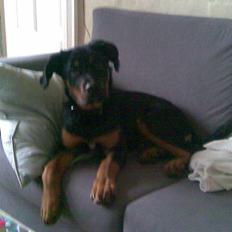 Blanding af racer Spikei