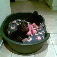 Blanding af racer Spikei