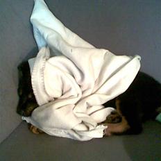 Blanding af racer Spikei