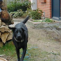Labrador retriever lucky R.I.P )=