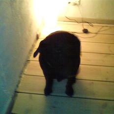 Labrador retriever lucky R.I.P )=
