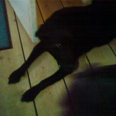 Labrador retriever lucky R.I.P )=