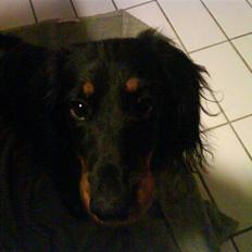 Gravhund Kalle-magnus
