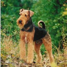 Airedale terrier Spicaway Brutalis (død) 