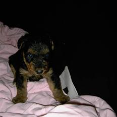 Airedale terrier Spicaway Brutalis (død) 