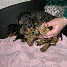 Airedale terrier Spicaway Brutalis (død) 
