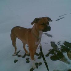 Blanding af racer ciska. 