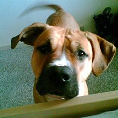 Blanding af racer ciska. 