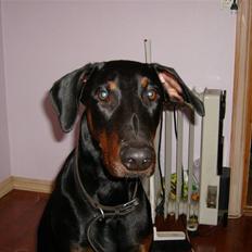 Dobermann Boris