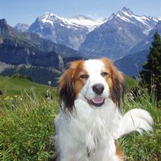Kooikerhondje Milo (Moffe's Milo)