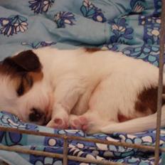 Kooikerhondje Milo (Moffe's Milo)