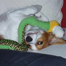 Kooikerhondje Bellis (Vitovani)