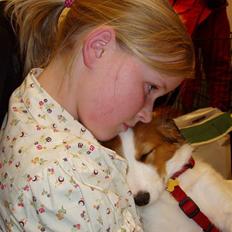 Kooikerhondje Bellis (Vitovani)