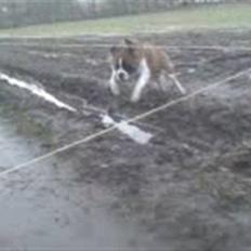 Sankt bernhardshund Eddie<3333 :')