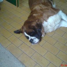 Sankt bernhardshund Eddie<3333 :')