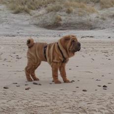 Shar pei Mango