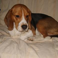 Beagle Bumle