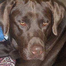 Labrador retriever Bailey