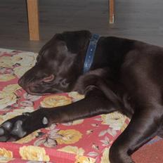 Labrador retriever Bailey