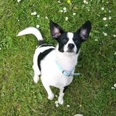 Blanding af racer Theis