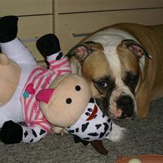 Amerikansk bulldog Gabi