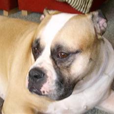 Amerikansk bulldog Gabi