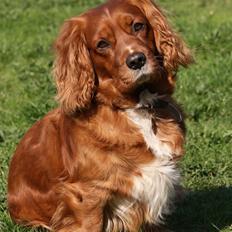 Blanding af racer Max min elskede Himmelhund