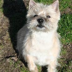 Cairn terrier Gaia