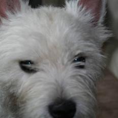 West highland white terrier Dundee