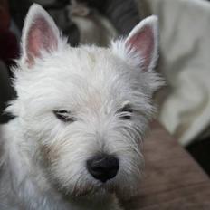 West highland white terrier Dundee