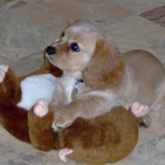 Blanding af racer Molly - den smukkeste himmelhund