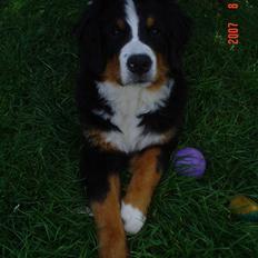 Berner sennenhund Sabelle