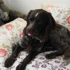 Kleiner münsterländer Spottie