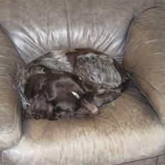 Kleiner münsterländer Spottie