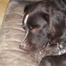 Kleiner münsterländer Spottie