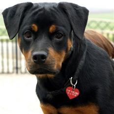 Rottweiler Bimmer 12/8-07 - 6/8-08