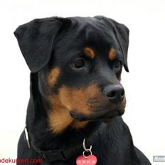Rottweiler Bimmer 12/8-07 - 6/8-08