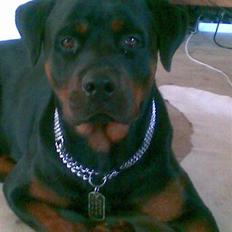 Rottweiler ROFUS
