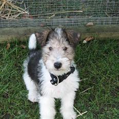 Ruhåret foxterrier Rufus