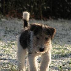 Ruhåret foxterrier Rufus