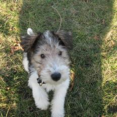Ruhåret foxterrier Rufus