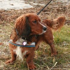 Blanding af racer Sirius