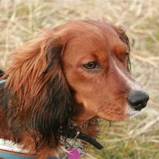 Blanding af racer Sirius