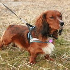 Blanding af racer Sirius